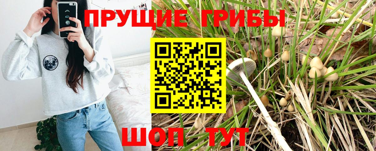 Псилоцибиновые грибы Cubensis Канаш